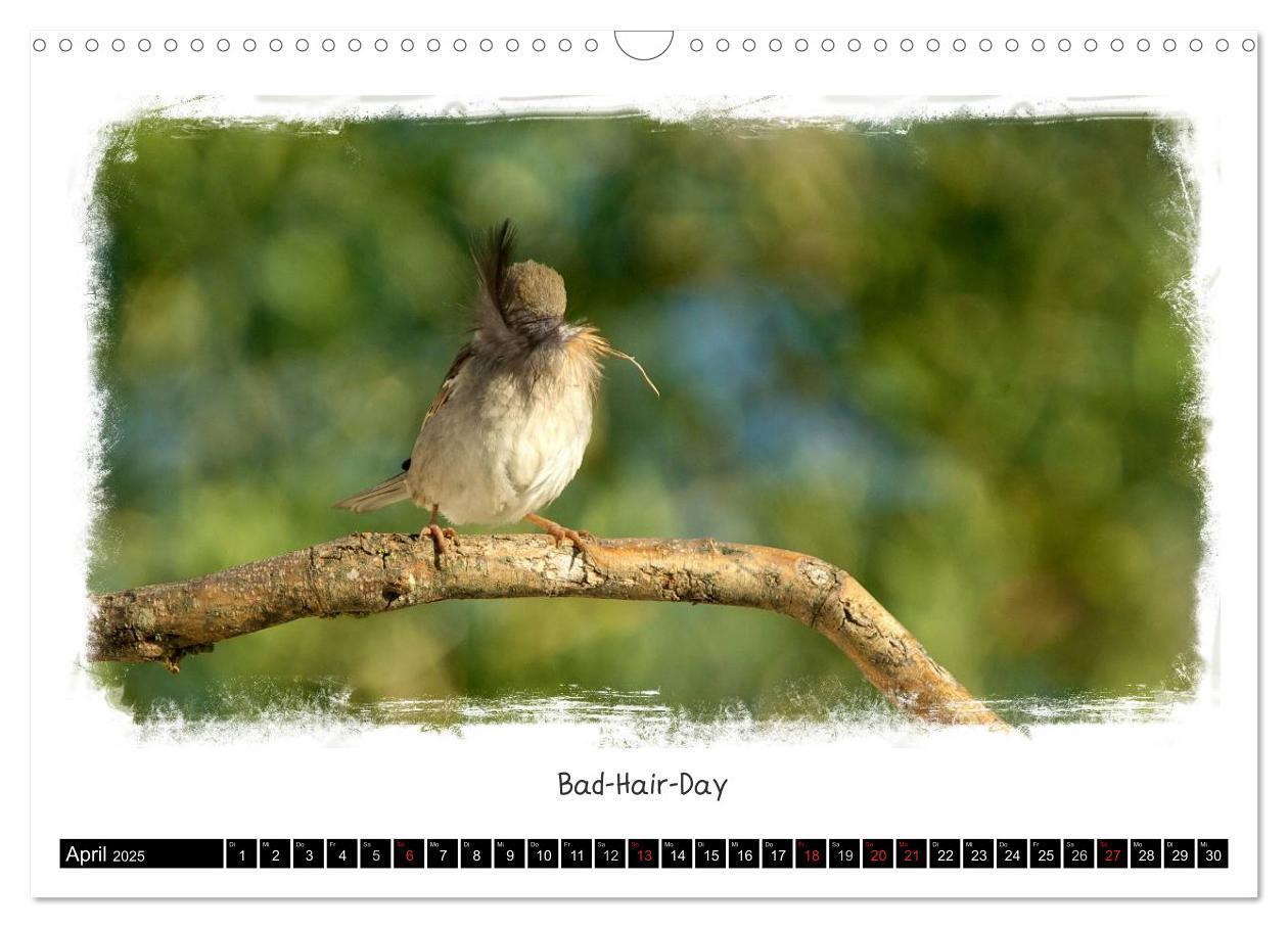 Bild: 9783435606658 | Tierisch witzig (Wandkalender 2025 DIN A3 quer), CALVENDO...