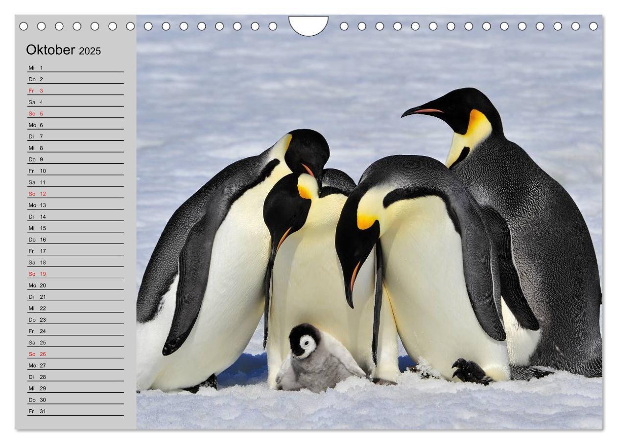 Bild: 9783435550708 | Pinguine - Watscheln im festlichen Kleid (Wandkalender 2025 DIN A4...