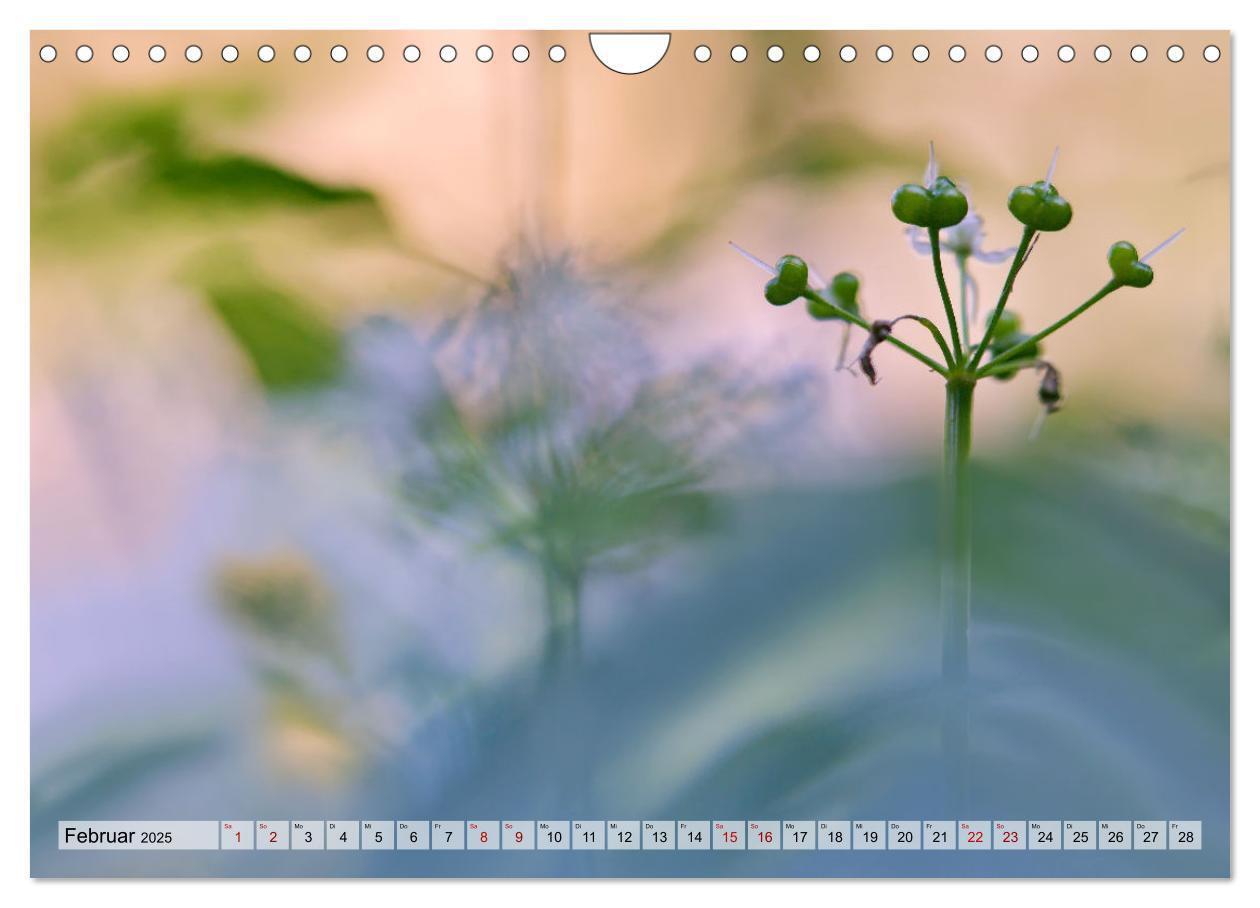 Bild: 9783435255320 | Wenn Blüten träumen tanzt das Licht (Wandkalender 2025 DIN A4...