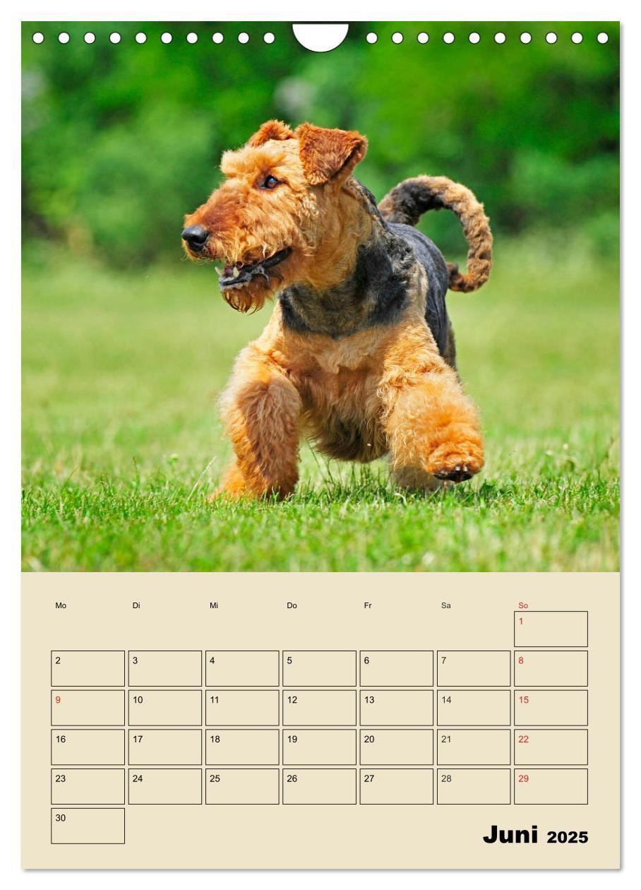 Bild: 9783435960866 | Airedale Terrier - Temperament auf 4 Pfoten (Wandkalender 2025 DIN...