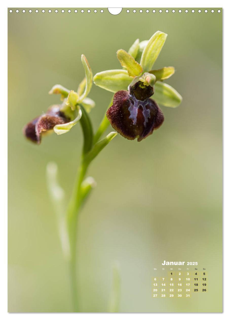 Bild: 9783435990207 | Orchideen in freier Wildbahn (Wandkalender 2025 DIN A3 hoch),...