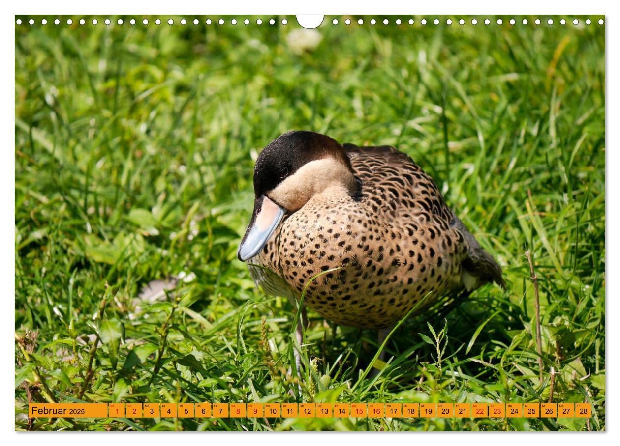 Bild: 9783435362141 | Weltvogelpark Walsrode - Die Vielfalt der Vogelarten (Wandkalender...