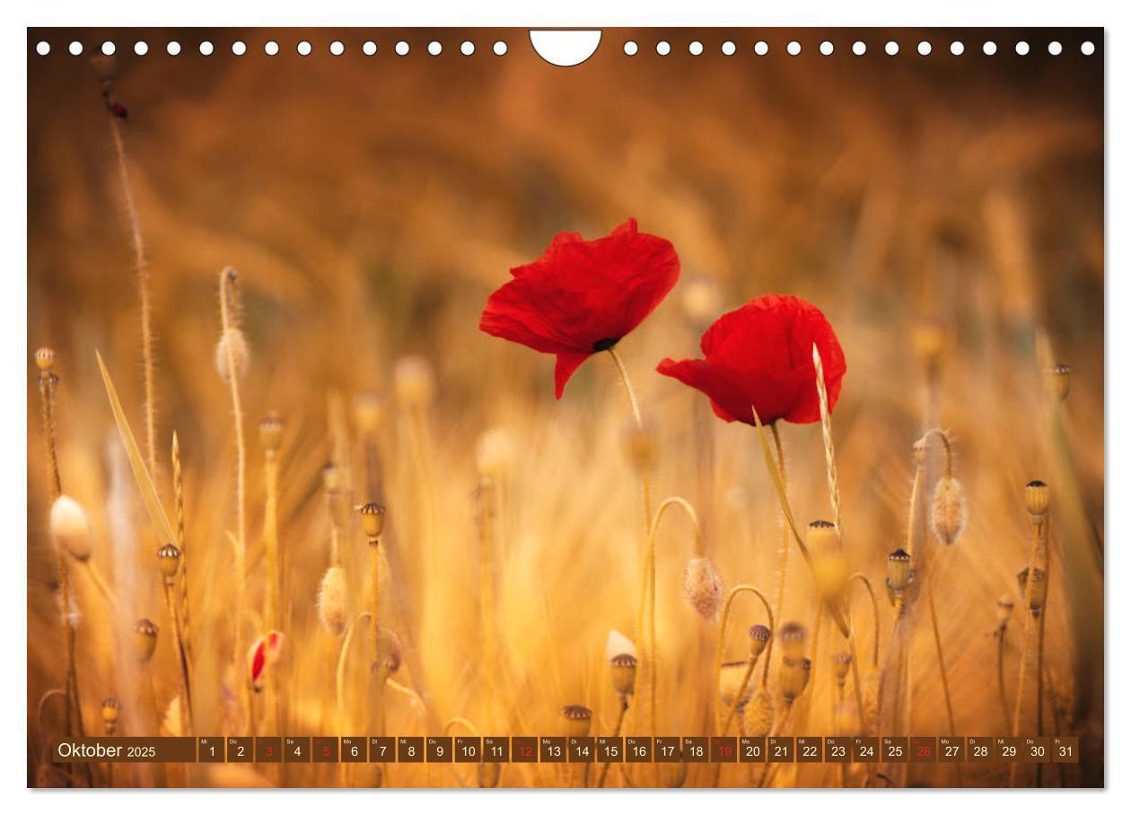 Bild: 9783435288281 | Mohnblumen - Fotografie mit Magie (Wandkalender 2025 DIN A4 quer),...