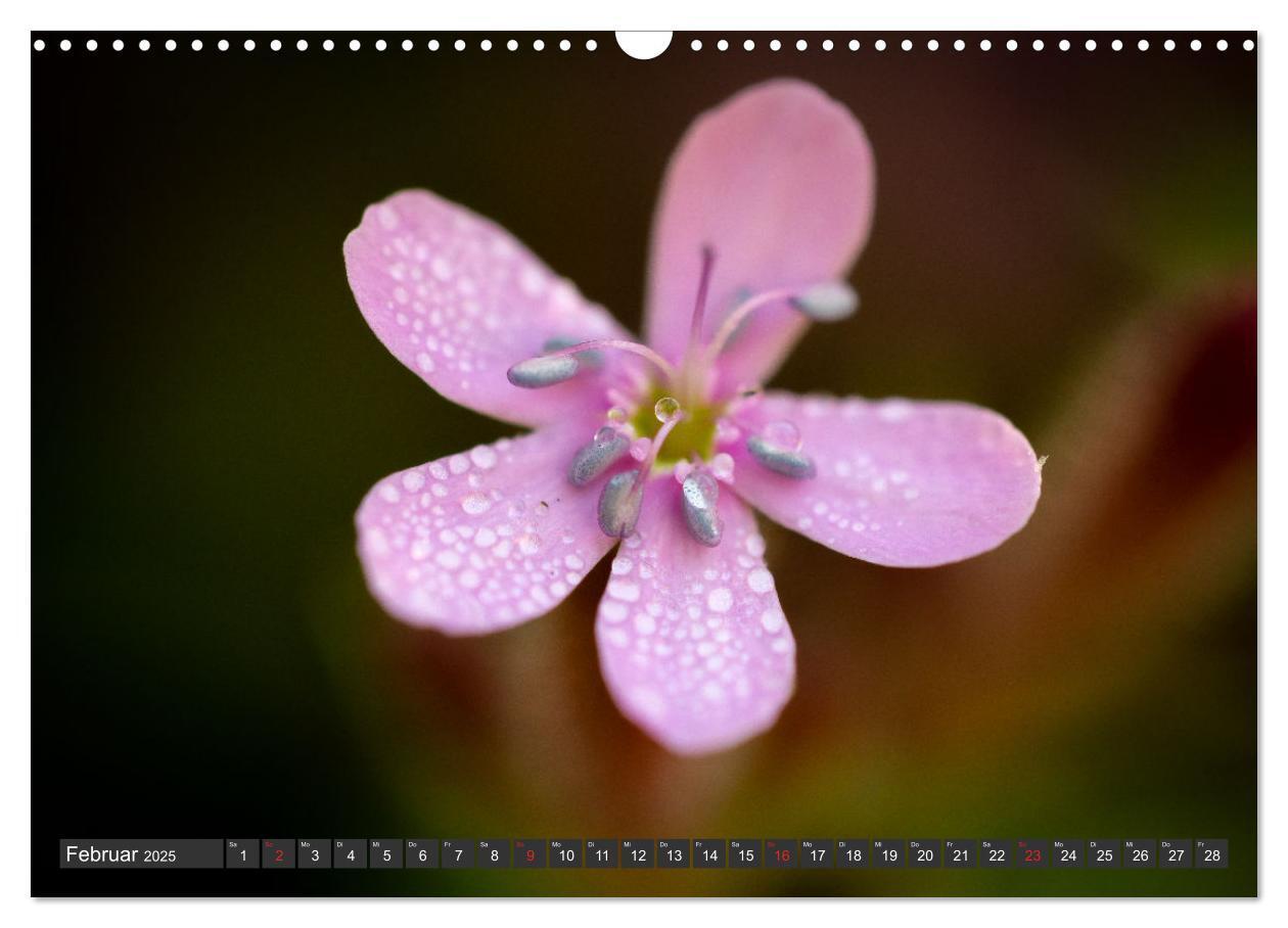 Bild: 9783383999376 | Makrowelt - Blumen und Insekten im Fokus (Wandkalender 2025 DIN A3...