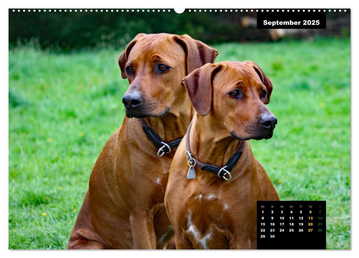 Bild: 9783383889677 | Rhodesian Ridgeback, Charmante Herzensbrecher (hochwertiger Premium...