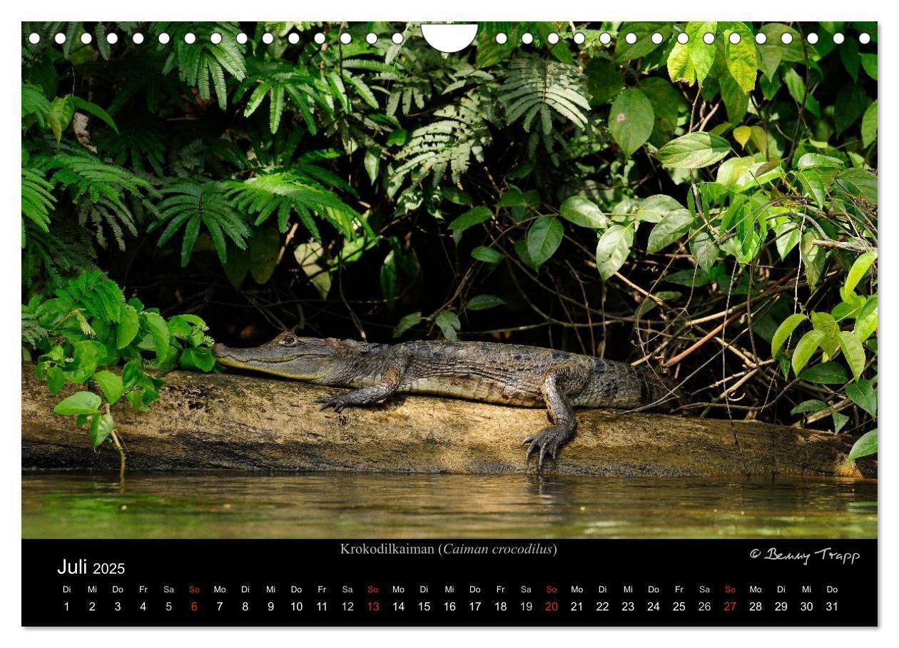 Bild: 9783435774548 | REPTILIEN (Wandkalender 2025 DIN A4 quer), CALVENDO Monatskalender