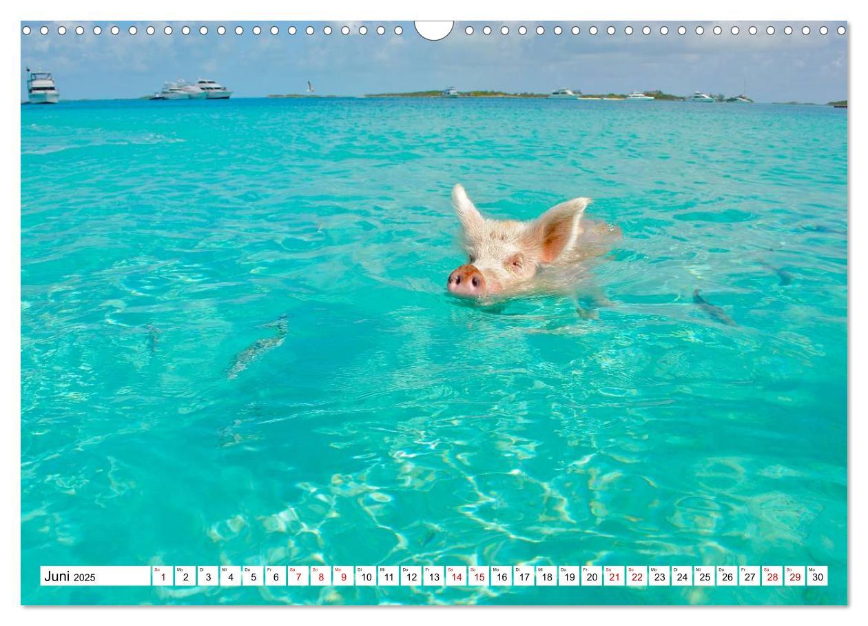 Bild: 9783435421169 | Schweine im Dauerurlaub auf den Bahamas! (Wandkalender 2025 DIN A3...