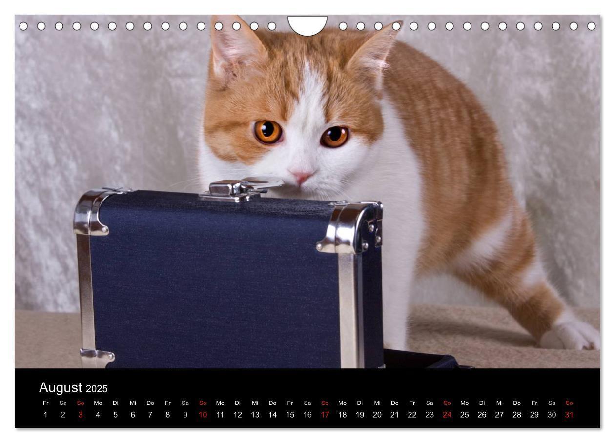 Bild: 9783435833924 | Britisch Kurzhaar Katzen (Wandkalender 2025 DIN A4 quer), CALVENDO...