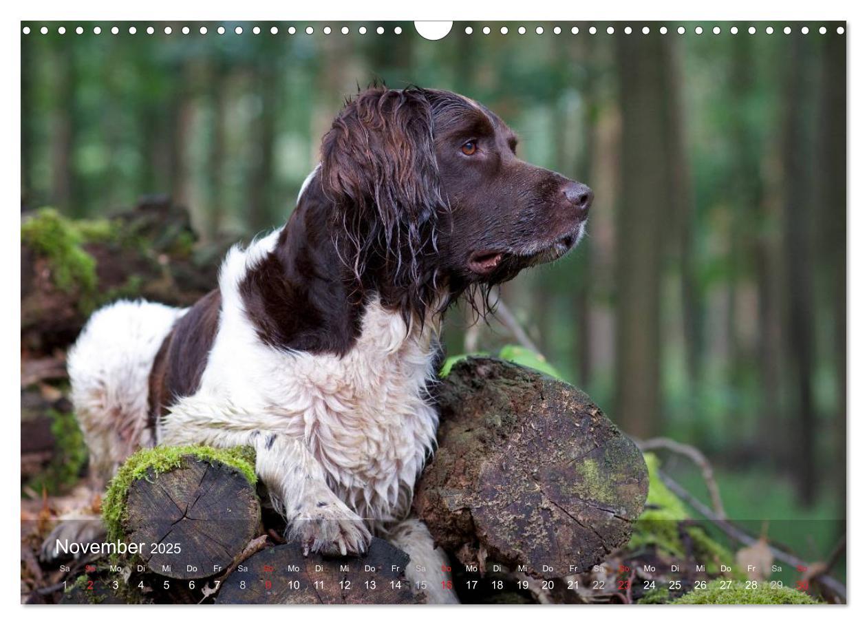 Bild: 9783435632633 | Kleiner Münsterländer Vorstehhund (Wandkalender 2025 DIN A3 quer),...