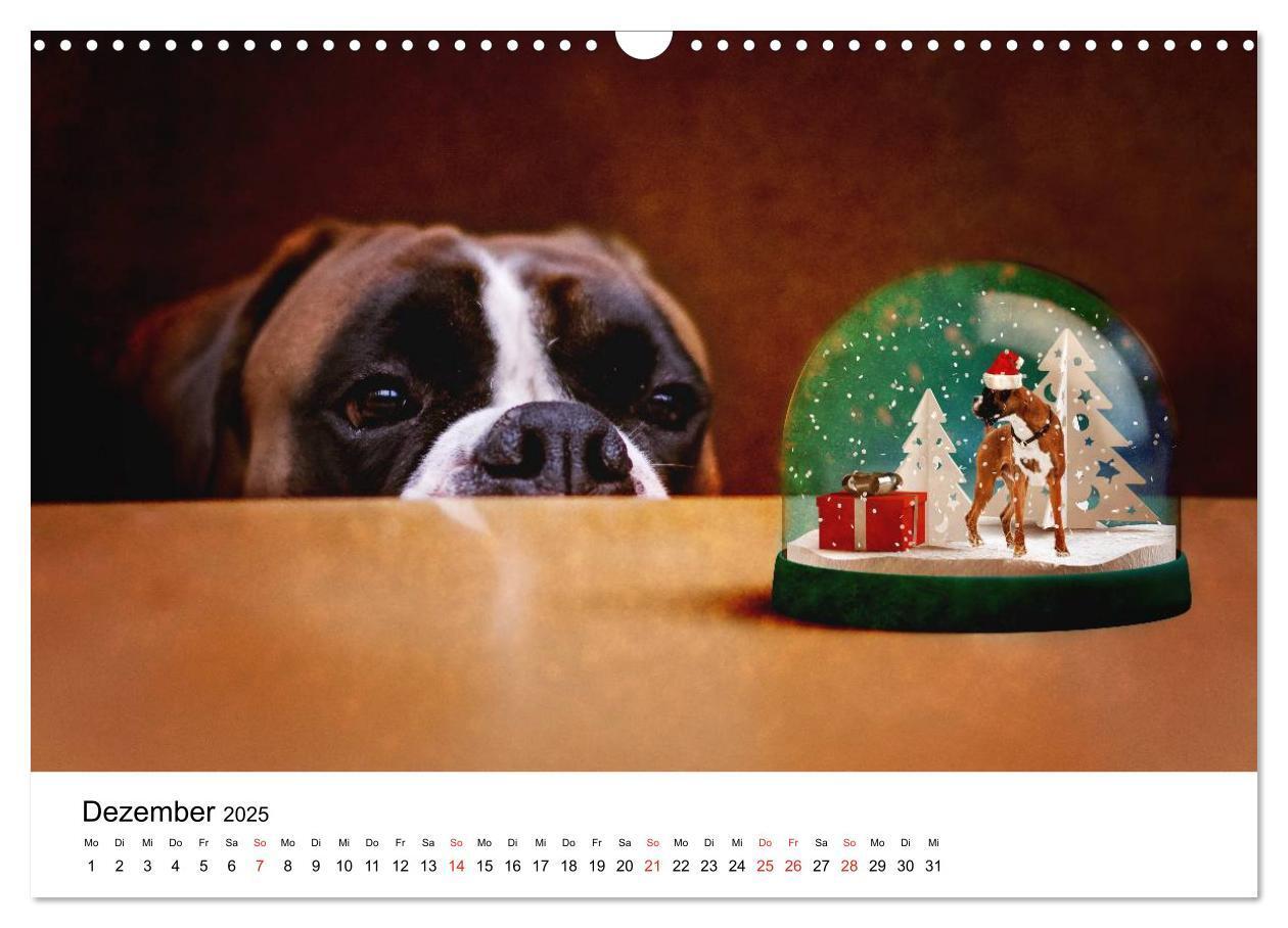 Bild: 9783435614196 | Deutscher Boxer (Wandkalender 2025 DIN A3 quer), CALVENDO...