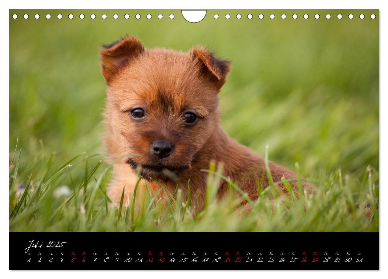 Bild: 9783435662555 | Australian Terrier Welpen (Wandkalender 2025 DIN A4 quer), CALVENDO...