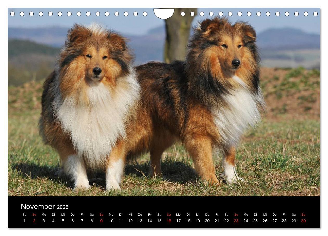 Bild: 9783435768646 | Sheltie 2025 (Wandkalender 2025 DIN A4 quer), CALVENDO Monatskalender