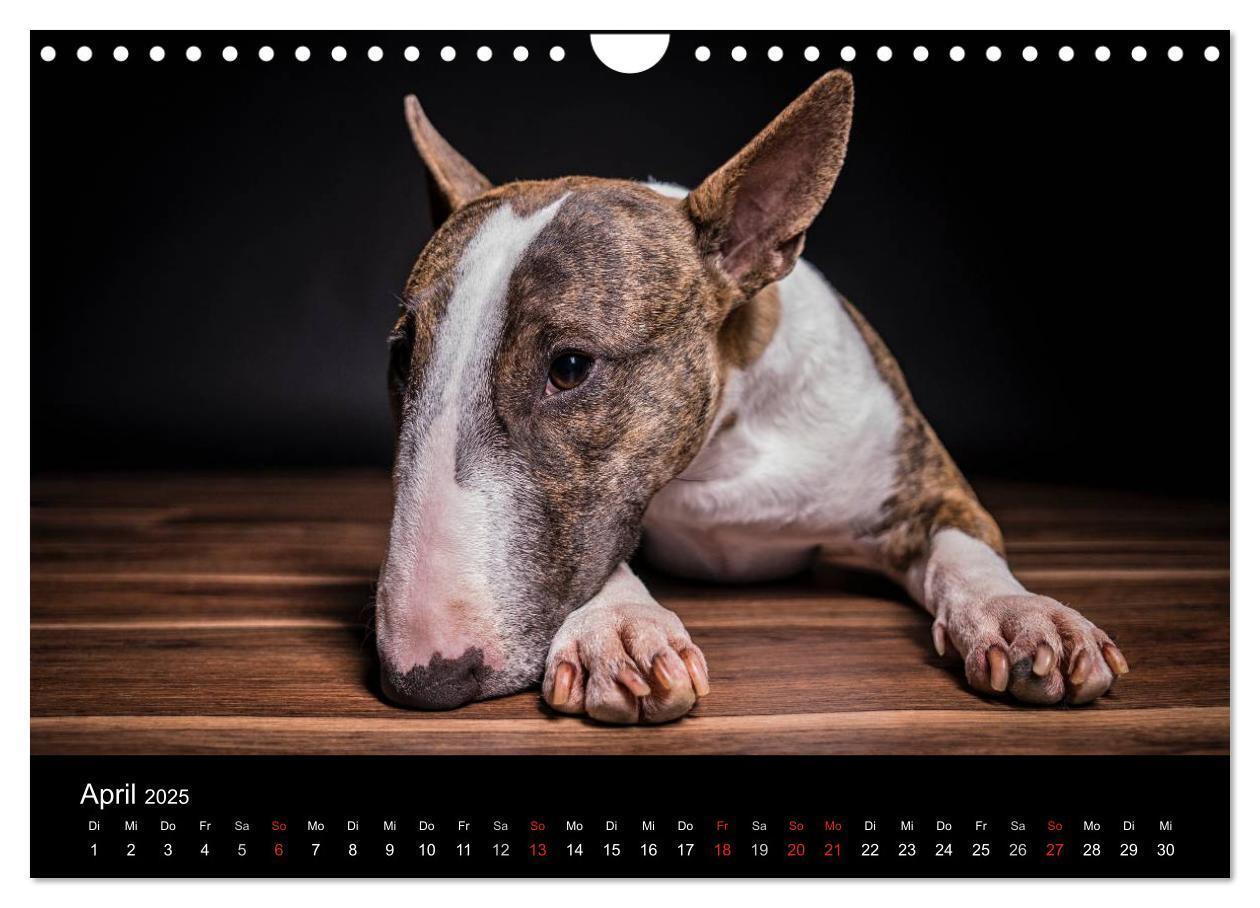 Bild: 9783435566716 | Bullterrier (Wandkalender 2025 DIN A4 quer), CALVENDO Monatskalender