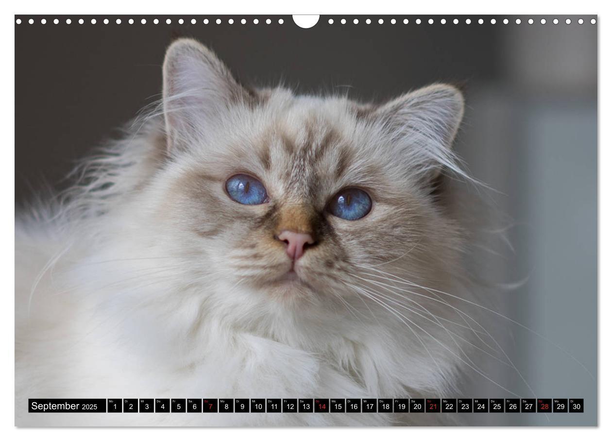 Bild: 9783435758036 | Heilige Birma Katzenkalender (Wandkalender 2025 DIN A3 quer),...