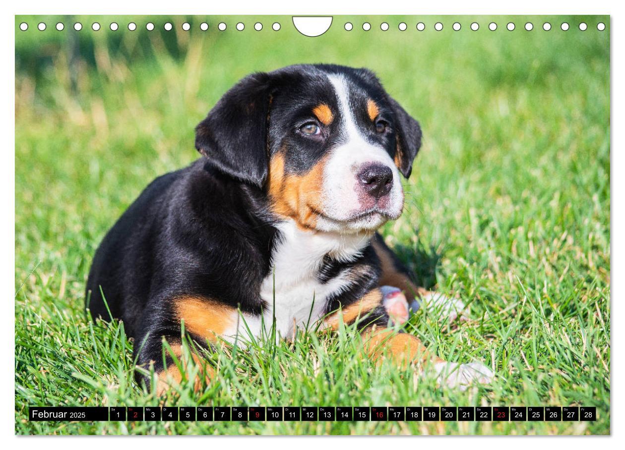 Bild: 9783435209460 | Ein Hund zum Verlieben - Großer Schweizer Sennenhund (Wandkalender...