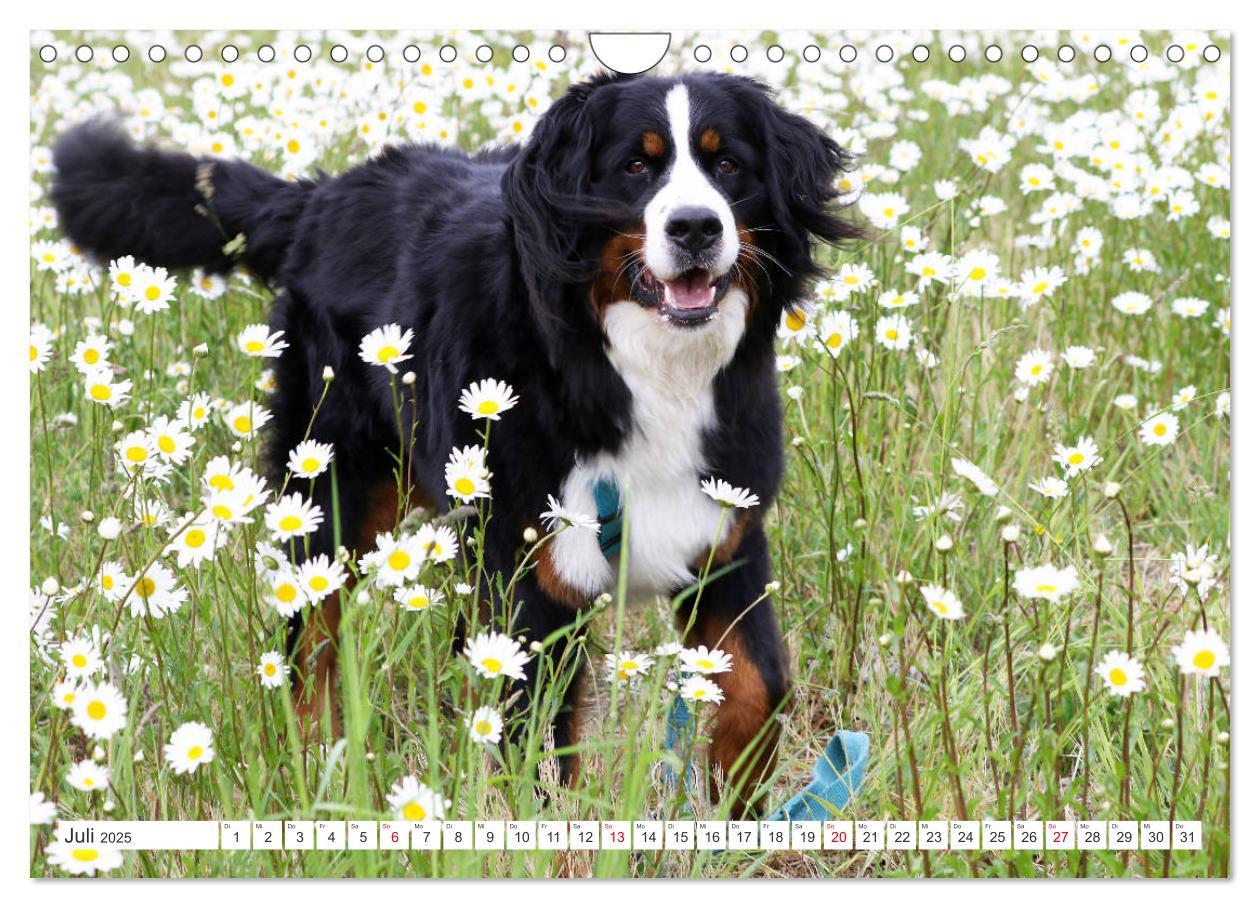 Bild: 9783435327522 | Berner Sennenhunde machen glücklich (Wandkalender 2025 DIN A4...