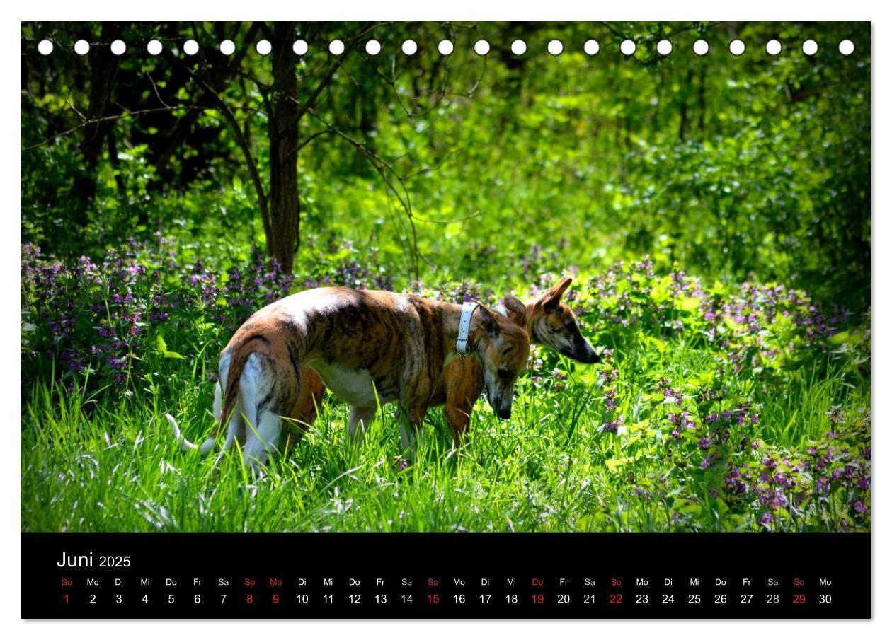 Bild: 9783435643141 | Whippet 2025 (Tischkalender 2025 DIN A5 quer), CALVENDO Monatskalender