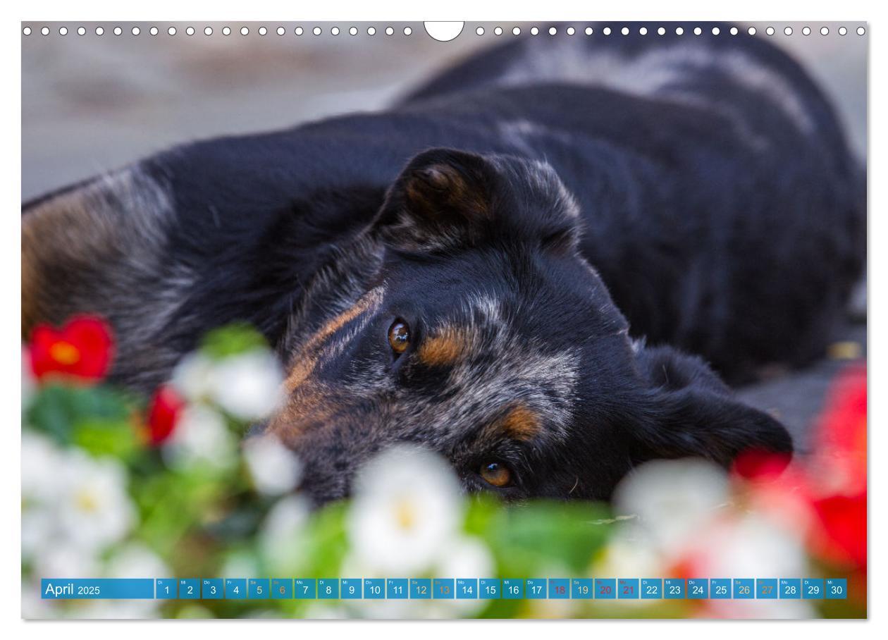 Bild: 9783457197219 | Der Beauceron (Wandkalender 2025 DIN A3 quer), CALVENDO Monatskalender