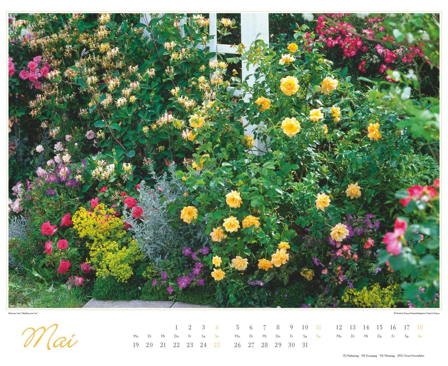 Bild: 4250809653457 | Im Rosengarten 2025 - DUMONT Garten-Kalender - Querformat 52 x 42,5...