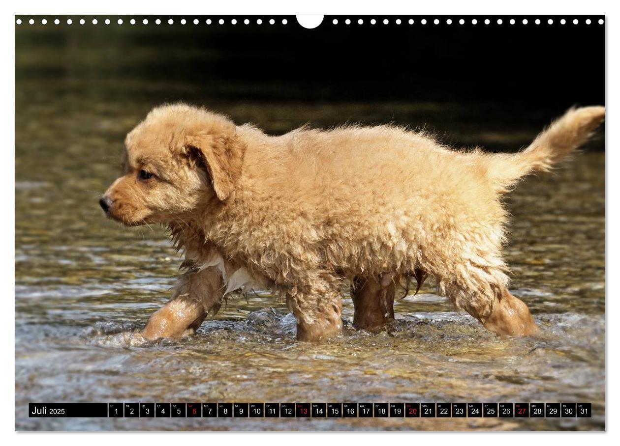 Bild: 9783435569380 | Nova Scotia Duck Tolling Retriever (Wandkalender 2025 DIN A3 quer),...