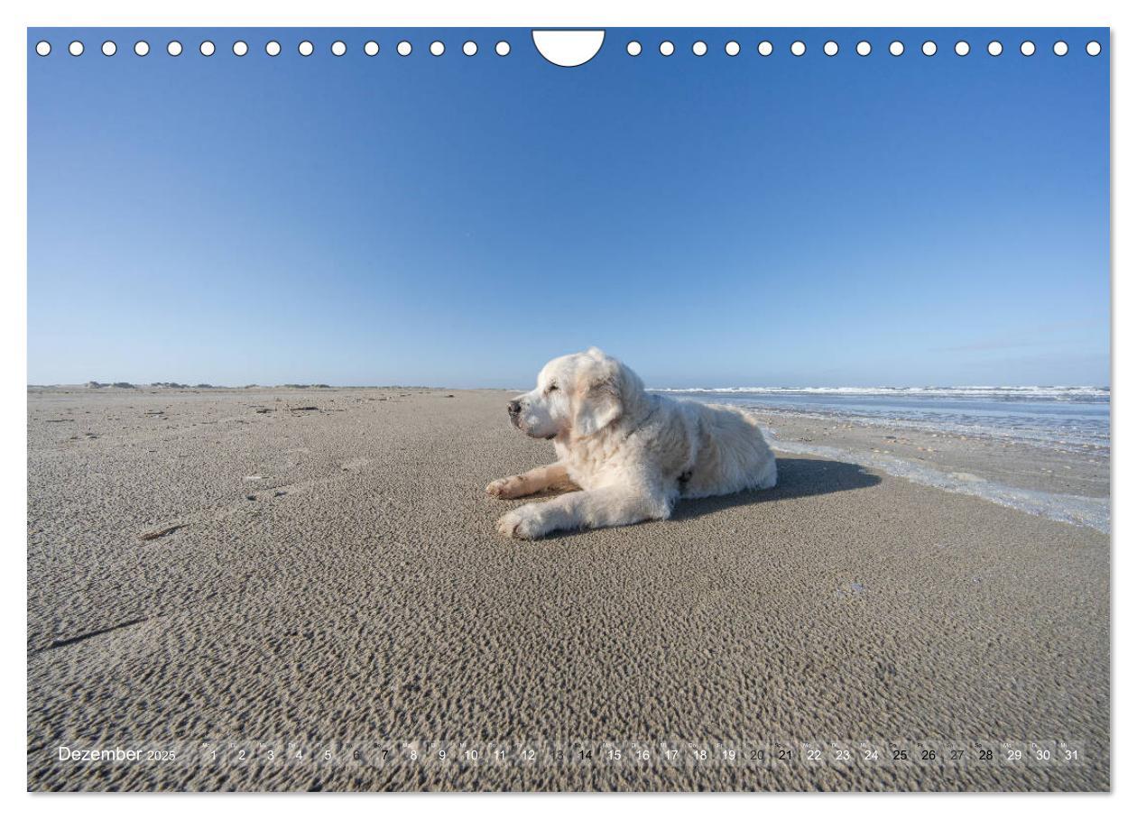 Bild: 9783435183005 | Mit Hunden an den Stränden von Nord- und Ostsee (Wandkalender 2025...