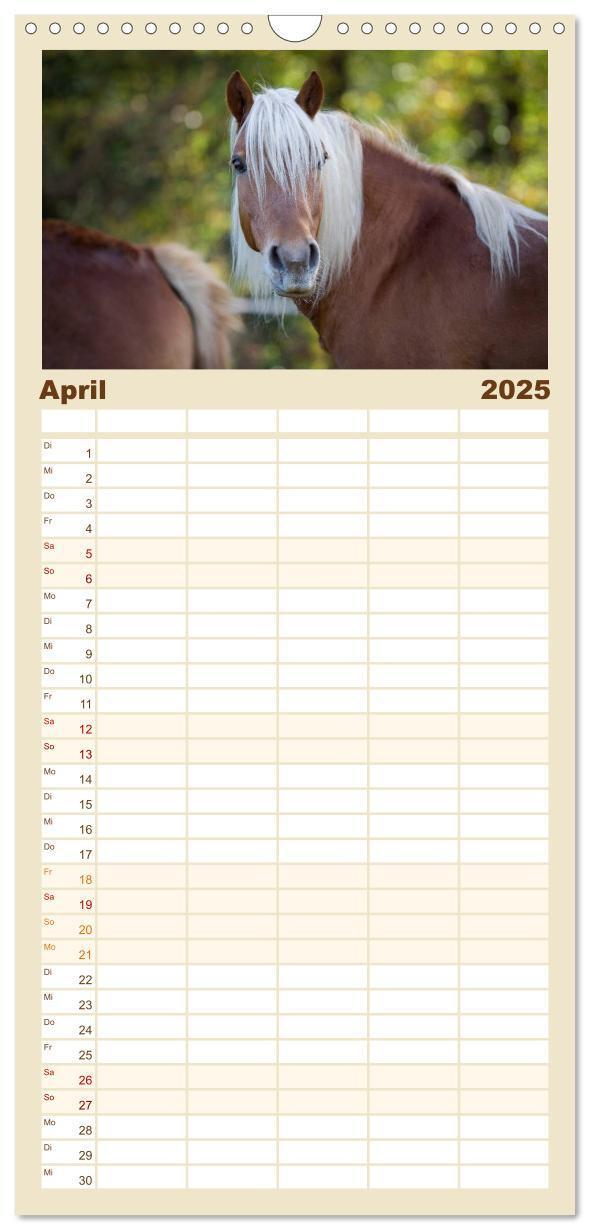 Bild: 9783457123959 | Familienplaner 2025 - Haflinger mit 5 Spalten (Wandkalender, 21 x...