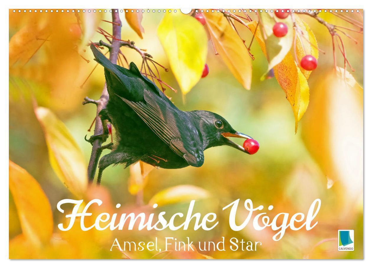 Cover: 9783383874826 | Amsel, Fink und Star: Heimische Vögel (Wandkalender 2025 DIN A2...