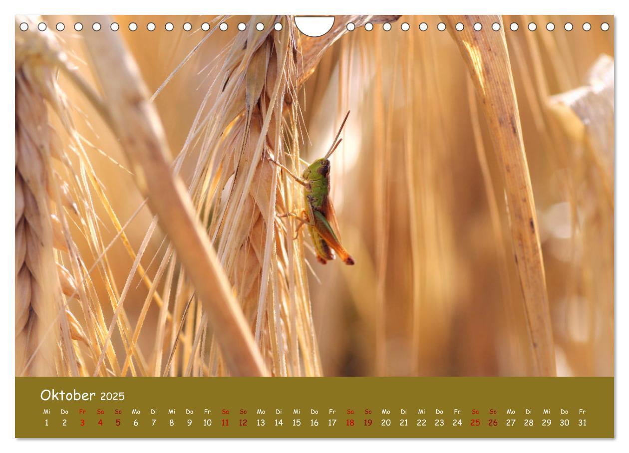 Bild: 9783435089192 | Insekten - Kleine Wunder (Wandkalender 2025 DIN A4 quer), CALVENDO...