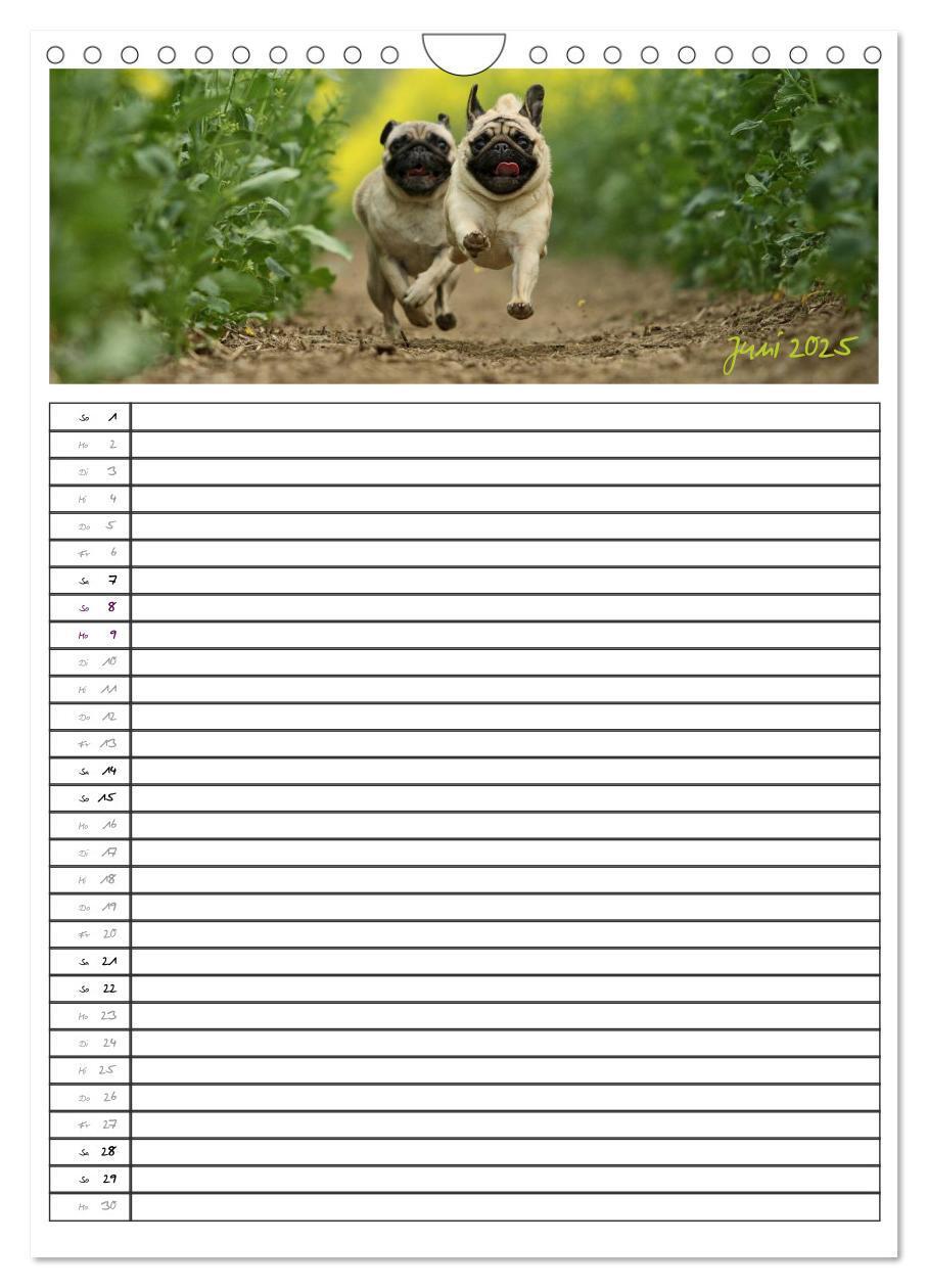 Bild: 9783457067796 | Der mopsige Familienplaner (Wandkalender 2025 DIN A4 hoch),...