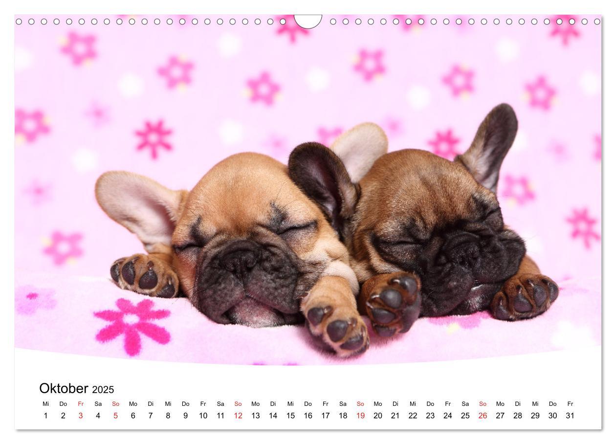 Bild: 9783435160358 | Süße Träume 2025 - schlafende Hundewelpen (Wandkalender 2025 DIN A3...