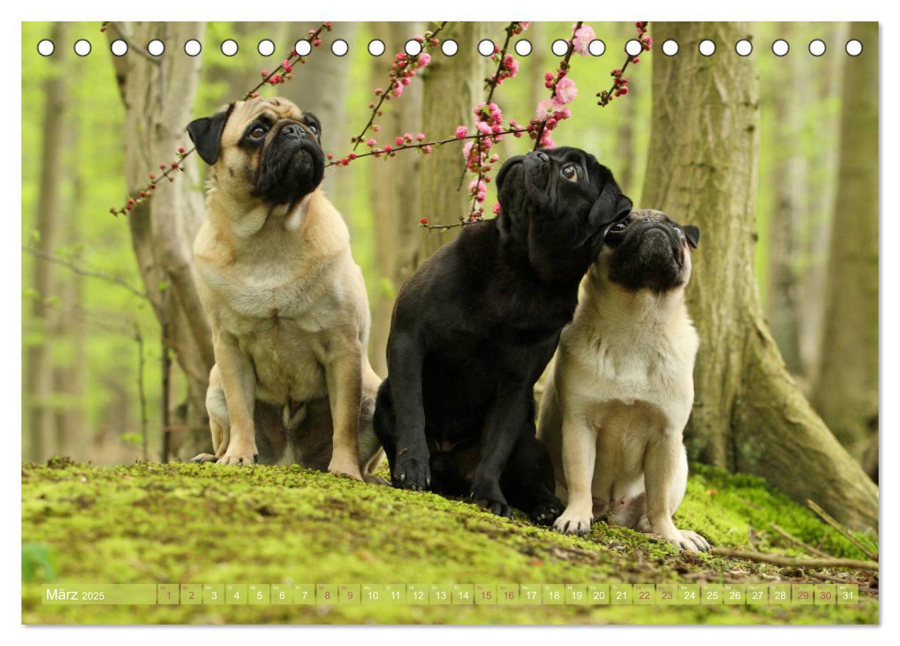 Bild: 9783435439201 | Lustige Möpse aus der Hundeknipserei (Tischkalender 2025 DIN A5...