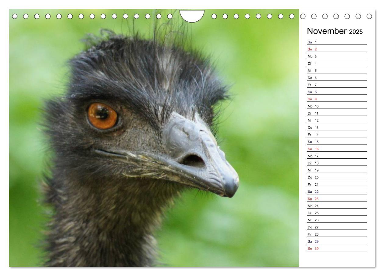 Bild: 9783435816941 | Faszinierende Tierportraits (Wandkalender 2025 DIN A4 quer),...