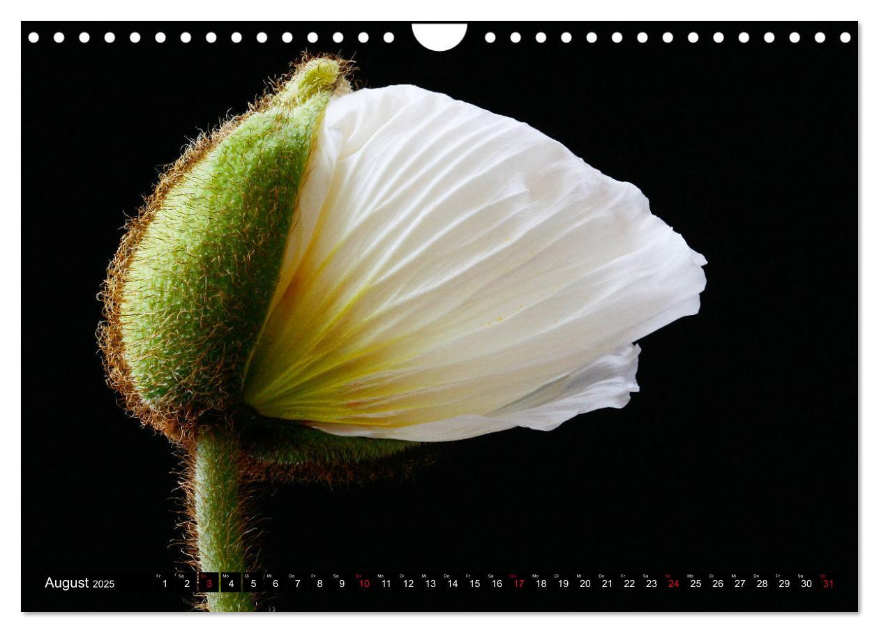 Bild: 9783435209644 | Mohnblüten-Porträts (Wandkalender 2025 DIN A4 quer), CALVENDO...