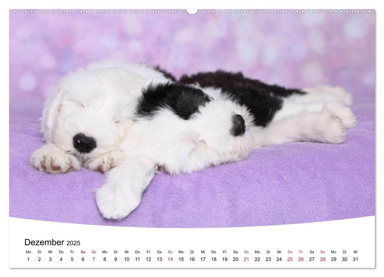 Bild: 9783435159338 | Süße Träume 2025 - schlafende Hundewelpen (Wandkalender 2025 DIN A2...