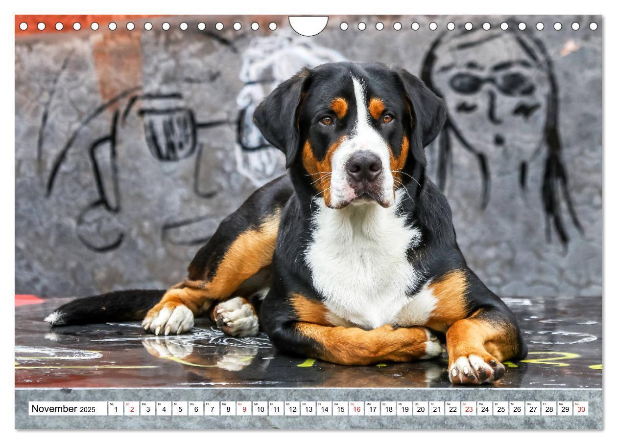 Bild: 9783435333349 | Großer Schweizer Sennenhund (Wandkalender 2025 DIN A4 quer),...