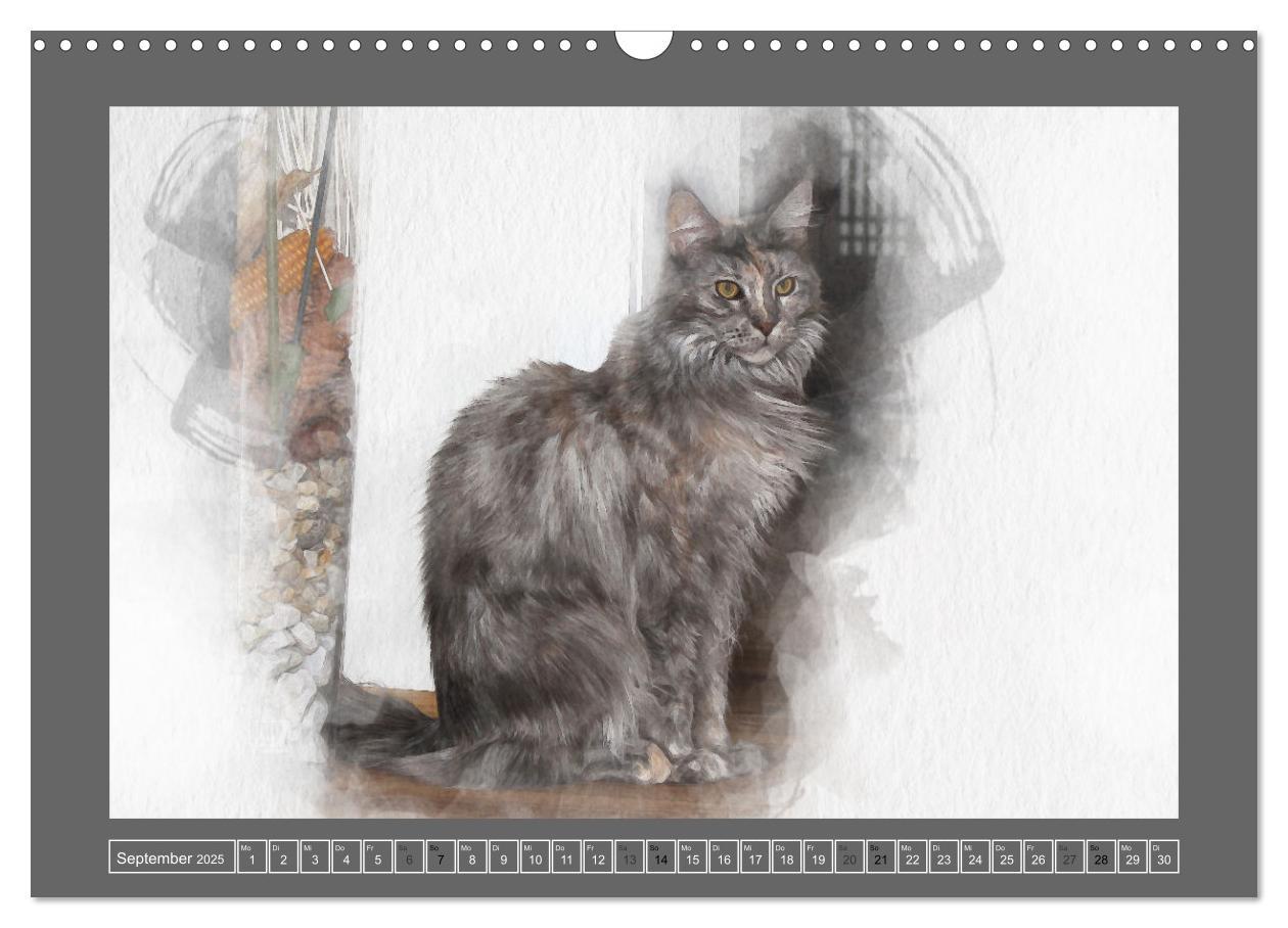 Bild: 9783435024186 | Maine Coon Aquarelle (Wandkalender 2025 DIN A3 quer), CALVENDO...