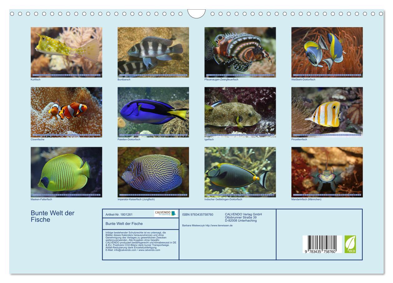 Bild: 9783435758760 | Bunte Welt der Fische (Wandkalender 2025 DIN A3 quer), CALVENDO...