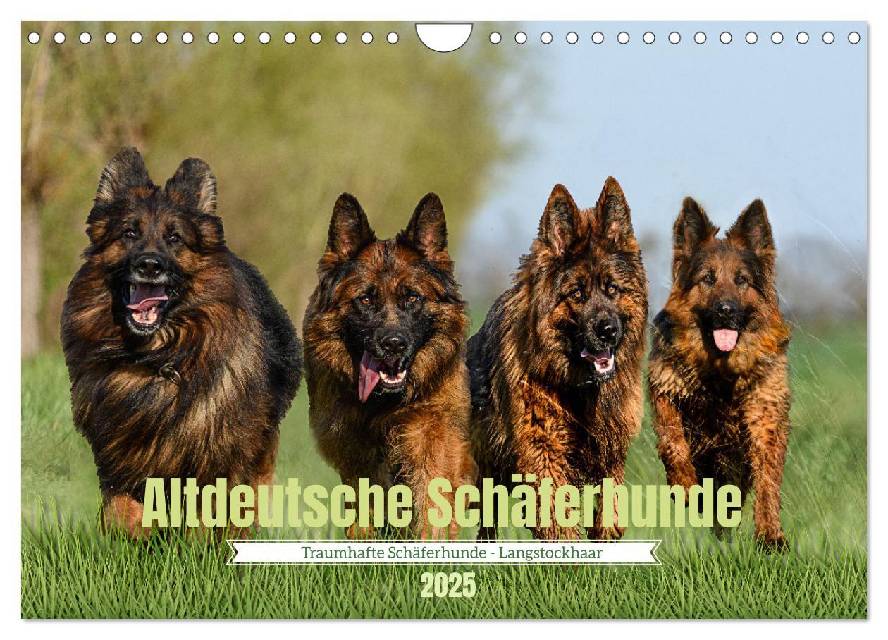 Cover: 9783383860973 | Altdeutsche Schäferhunde - Traumhafte Schäferhunde Langstockhaar...