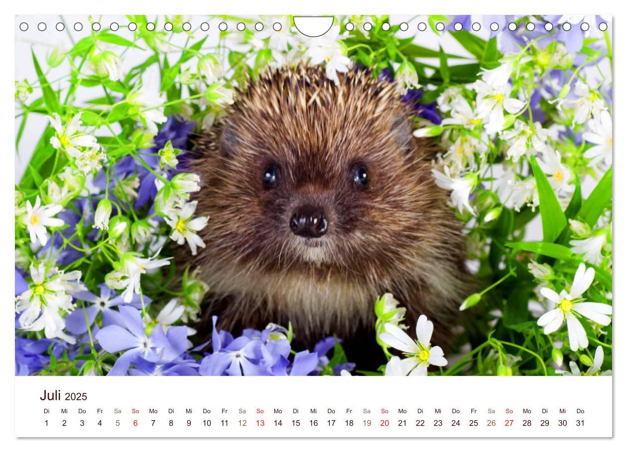 Bild: 9783435473052 | Igel 2025. Tierische Impressionen (Wandkalender 2025 DIN A4 quer),...