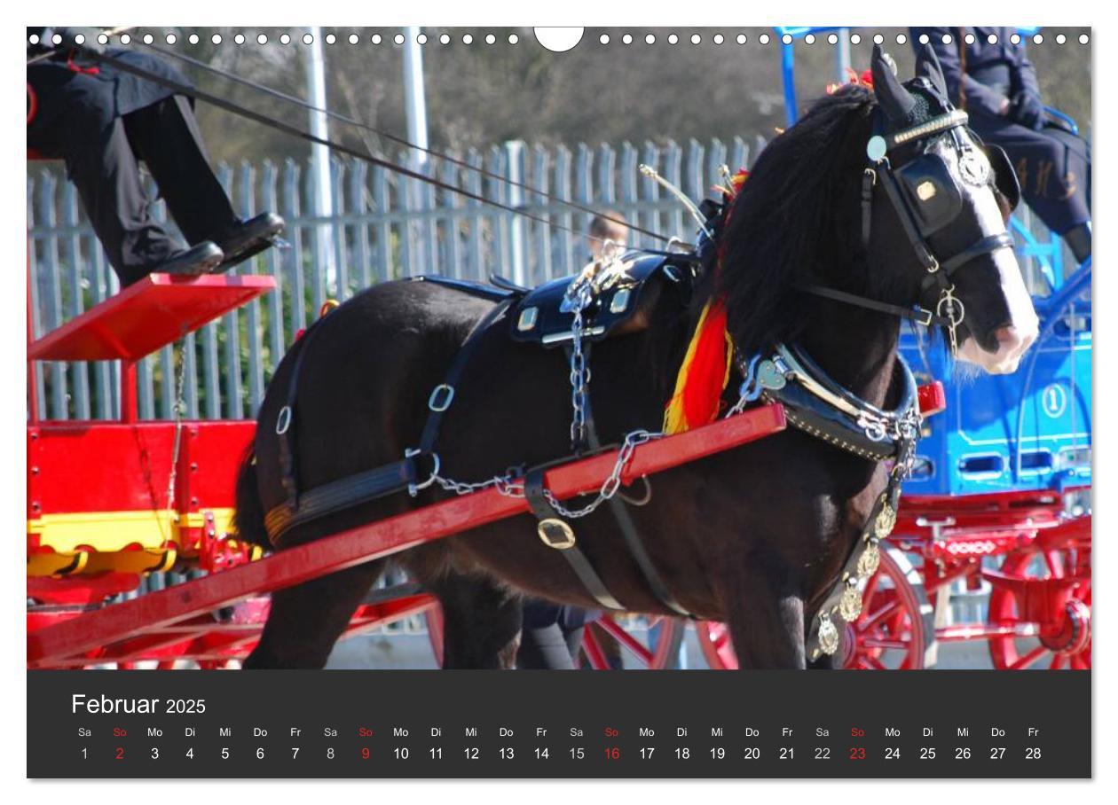 Bild: 9783435761708 | Shire Horse ¿ Prunkvolle Giganten (Wandkalender 2025 DIN A3 quer),...