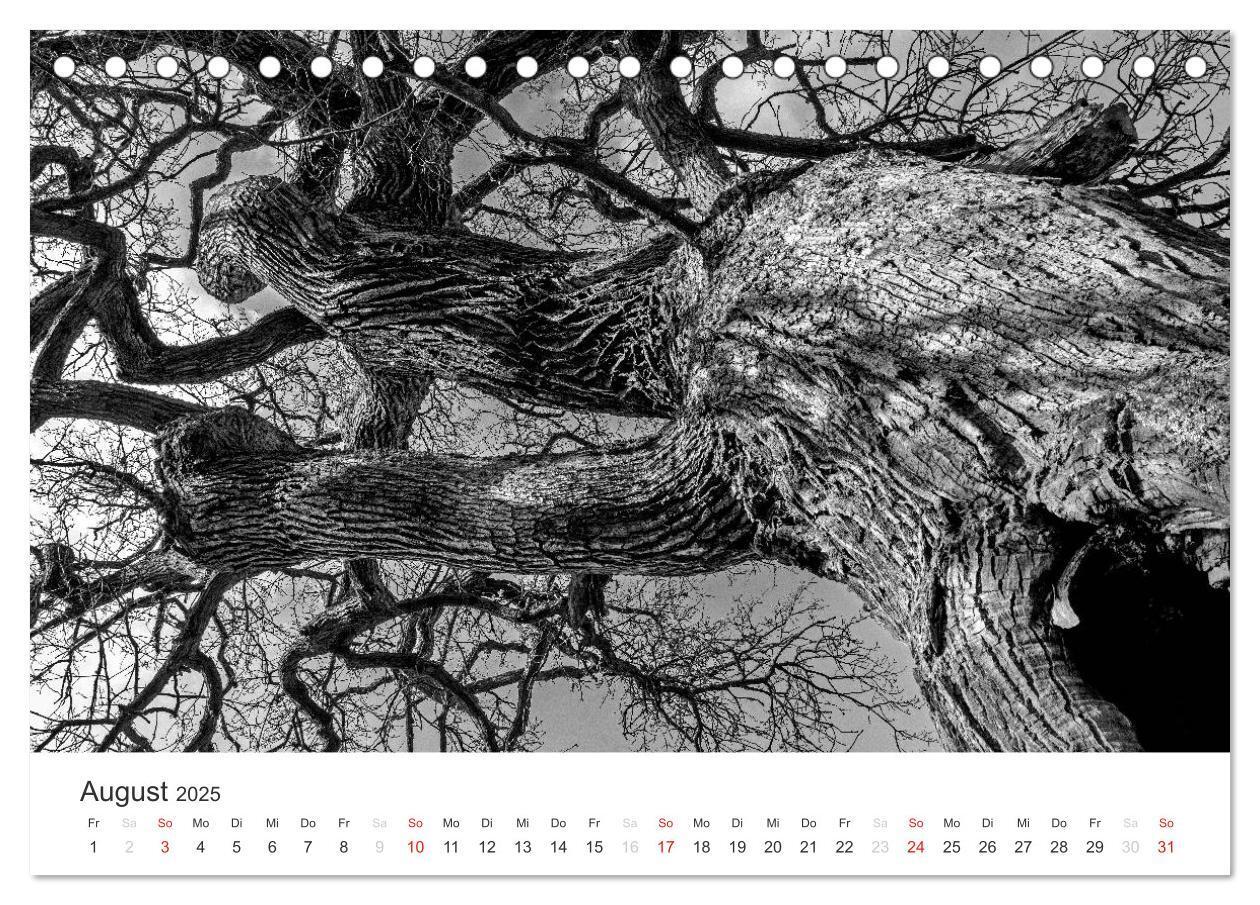 Bild: 9783435659463 | Bäume - Naturschönheiten in schwarz-weiß (Tischkalender 2025 DIN A5...