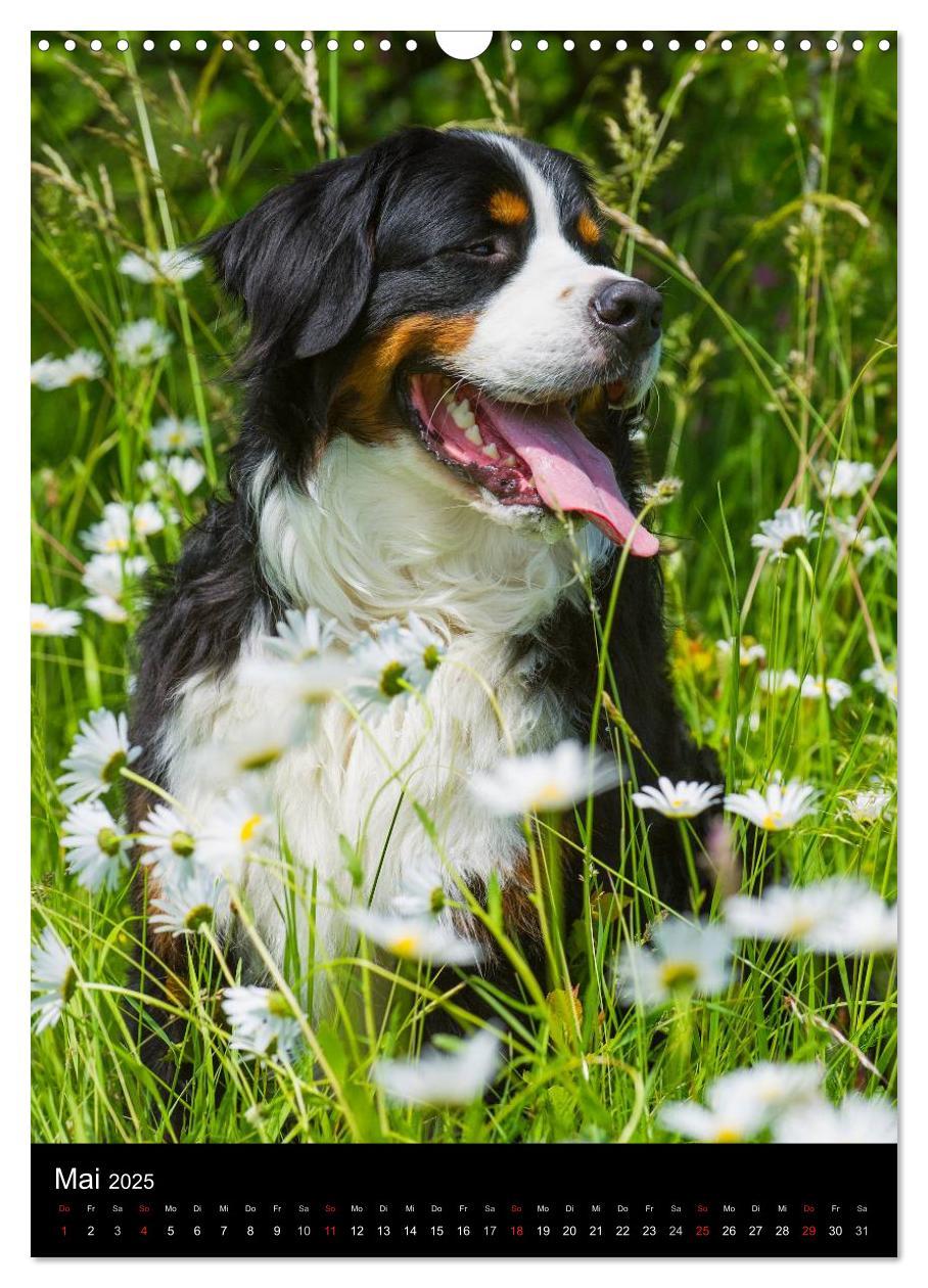 Bild: 9783457069172 | Berner Sennenhund 2025 (Wandkalender 2025 DIN A3 hoch), CALVENDO...