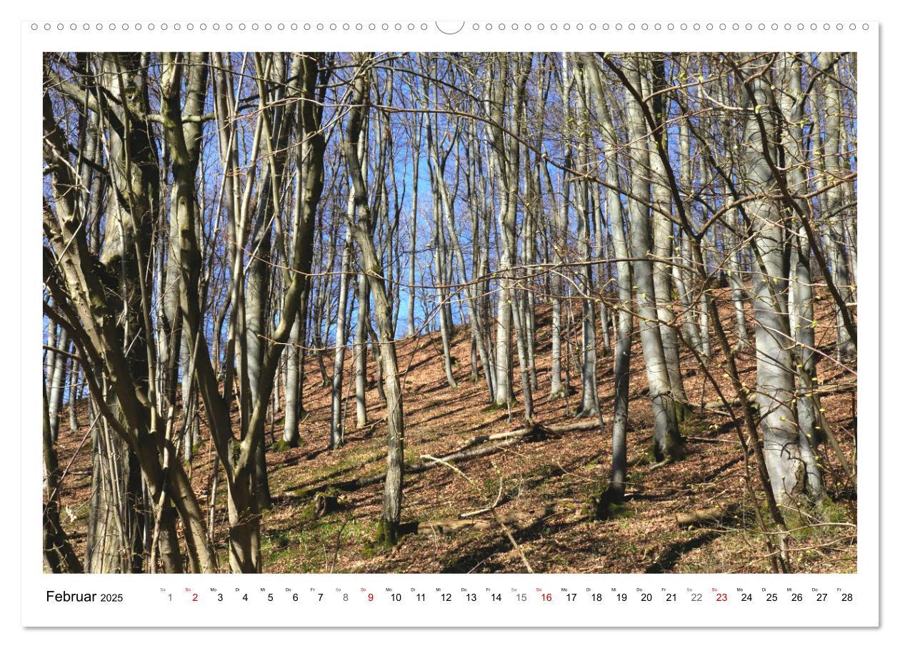 Bild: 9783435079957 | Mein Sehnsuchtsort, der heimische Wald (Wandkalender 2025 DIN A2...