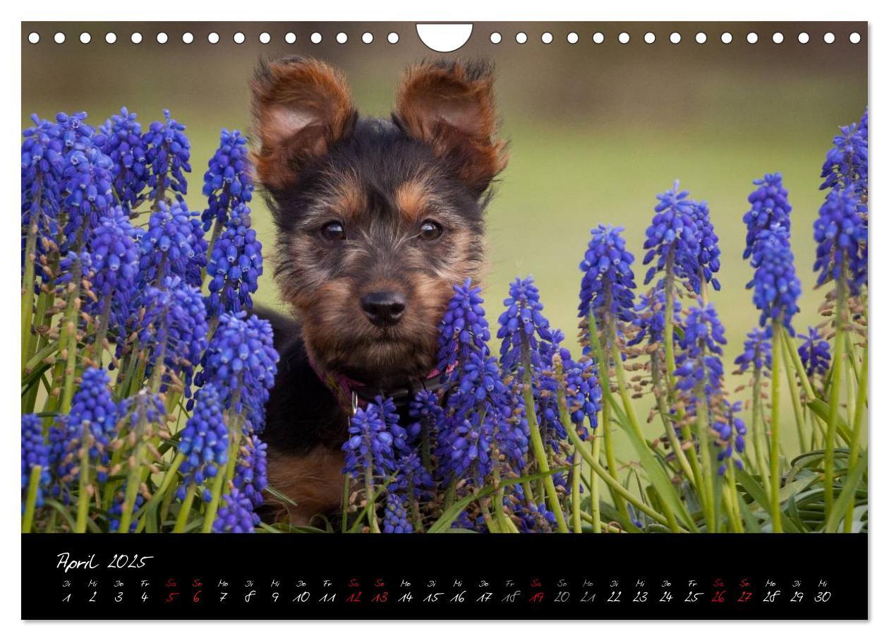 Bild: 9783435662555 | Australian Terrier Welpen (Wandkalender 2025 DIN A4 quer), CALVENDO...