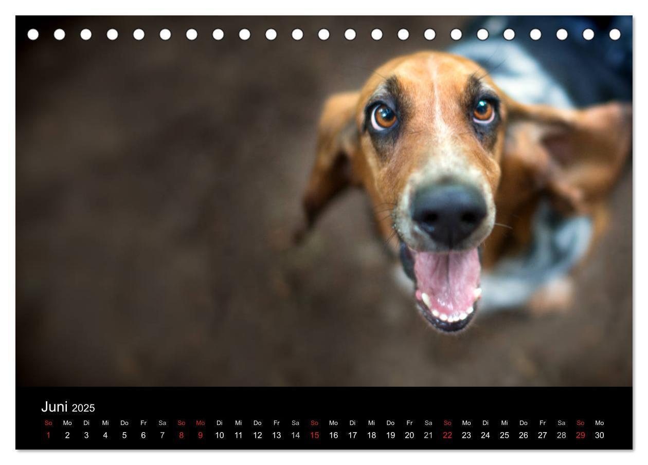 Bild: 9783457183113 | Der Basset, eine LANGE und besondere Liebe (Tischkalender 2025 DIN...