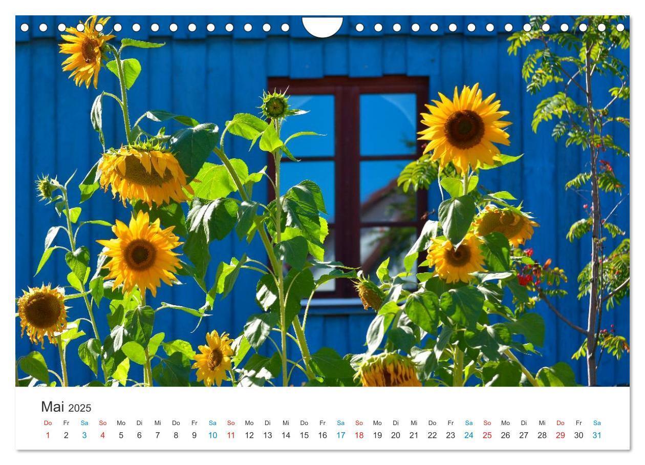 Bild: 9783435788514 | Sonnenblumen 2025 (Wandkalender 2025 DIN A4 quer), CALVENDO...