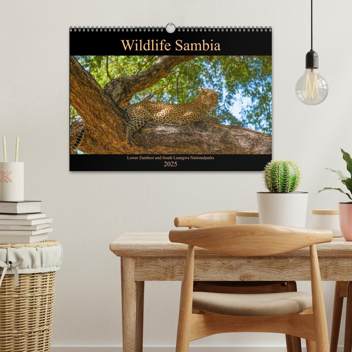 Bild: 9783435313198 | Wildlife Sambia (Wandkalender 2025 DIN A3 quer), CALVENDO...