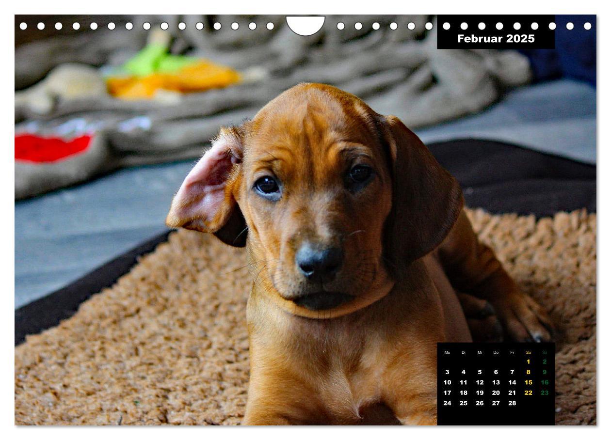 Bild: 9783383939686 | Rhodesian Ridgeback, Charmante Herzensbrecher (Wandkalender 2025...