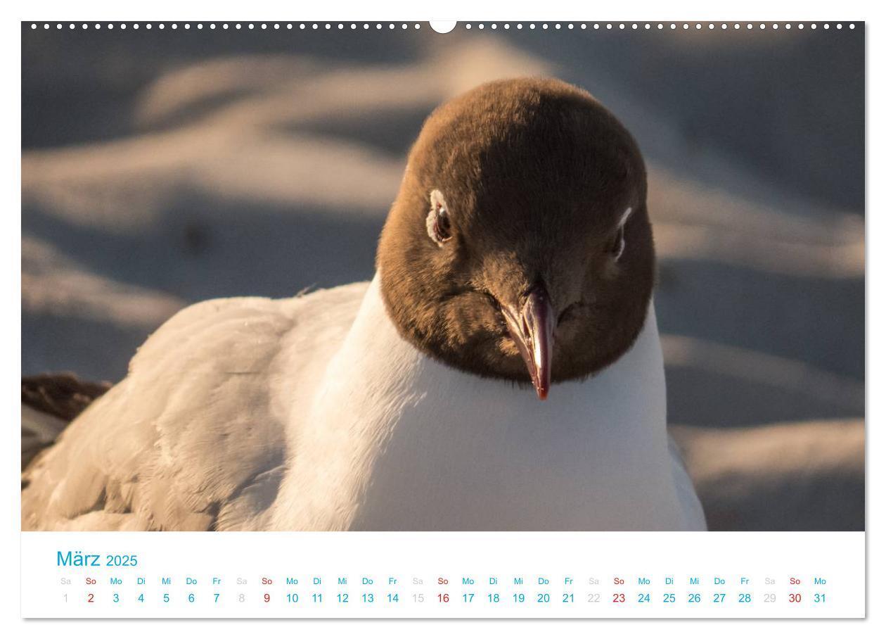 Bild: 9783435795444 | Der Darß Kalender (Wandkalender 2025 DIN A2 quer), CALVENDO...