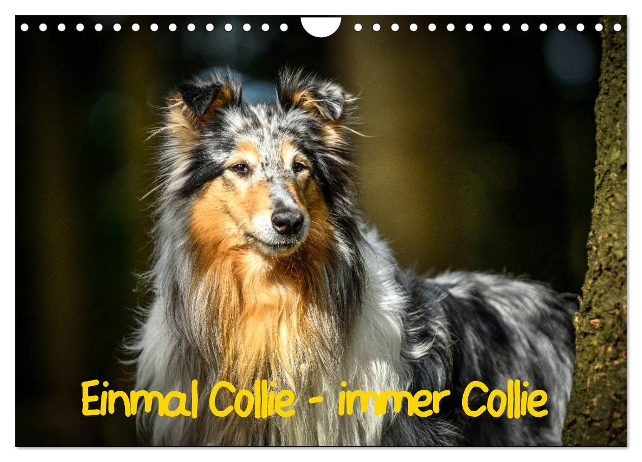 Cover: 9783435314522 | Einmal Collie - immer Collie (Wandkalender 2025 DIN A4 quer),...